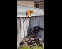 Cat jumps on fence dog tries to follow 