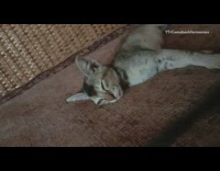 Collab DailyDoseOfInternet - Grey brown kitten sleeps tongue out 