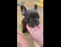 Grey french bulldog puppy sits by girl 