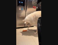 White borzoi dog play with carrot on floor