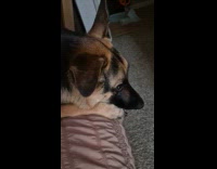 German Shepherd dog with one ear soft