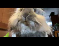 Grey and brown bunny eats green cilantro 