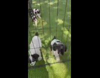 Cocker spaniel puppies play in their pen
