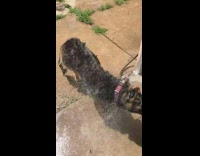 Large black brown dog shakes water off 