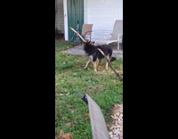 Dog tries grabbing stick stuck on back