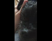 Black dog in shirt snores while awake 