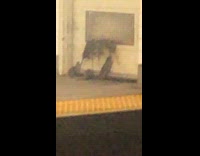 Group of rats jump and climb through vent gate on door in subway station