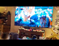 Cat likes playing sits on shaking leg