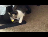 Cat walks around with toy on mouth