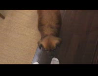 Pet dog hops with three legs top approach filmer 