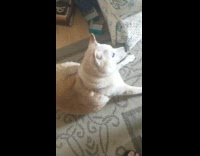 Adult Dog Struggles to Jump and Reach Treats