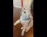 Kitten wearing blue collar eats tube treat