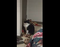 Girl puts tiny face filter on her two cats 