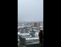Two cats sit by window and play with snow
