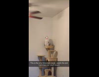 Collab BitchMP - Cat on tower gets off and does spin off wall 