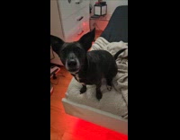 Dog on bed complains barks to owner