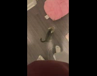 Kitten walking in circles crying and screaming