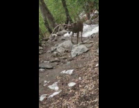 Deer carefully walks by man in the forest