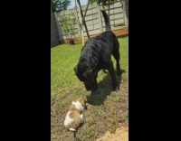 Brown white puppy large black dog backyard 