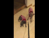 Two dogs on leashes wearing red and white sweaters refuse to walk