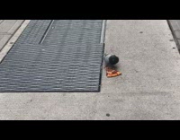 Pigeon eating pepperoni pizza slice