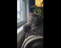 Grey lizard and cat look outside of window together 