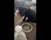 Black kitten on sofa look approach filmer