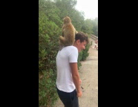 Wild monkey sits on mans shoulders 