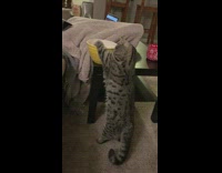 Cat tries to take popcorn spills entire bowl  