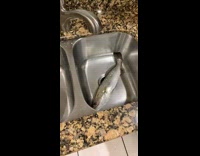 Collab BitchMP - Fish in sink flinch scare girl