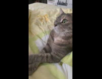Pet cat crossed paws with a shocked face on the bed