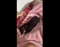 Black chihuahua dog body spray same size 