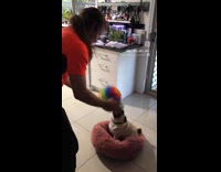 Guy bounce ball on face of pug