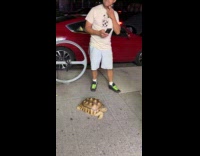 Man on sidewalk with pet tortoise