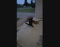 Startled cat do front flip on porch