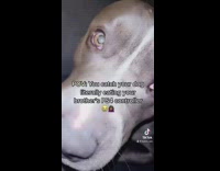 Grey dog biting and chewing on game controller 