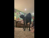 Excited dog wagging tail called by people in room 