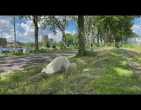 Large white dog jumps pounces grass park
