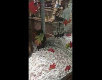 White shirt guy holds armful of puppies 