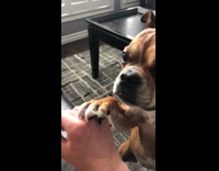 Dog grab hand of owner for pets