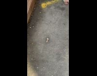 Tooth found on sidewalk 