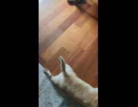 Dog bites blanket gets dragged on floor