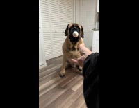 Collab KaleSaladIG - Man throws egg to brown dog fails slow motion