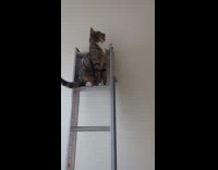Cat climbs on ladder tries reaching tail