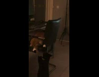 Collab BitchIG2 - Cats have two moods fighting or getting along