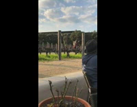 Girls hats pictures sunset wine