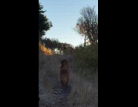 Dogs staring at moose while hiking
