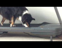 Dog Walks on Treadmill as it Reaches for Treats 