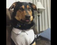 Black brown dog white shirt sits couch 