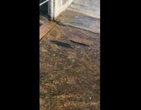 Fishes slides on the bridge with water overflows